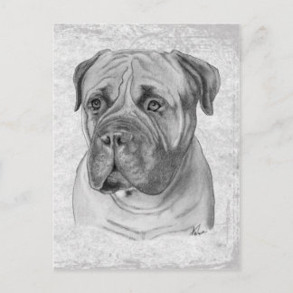Carte Postale Bullmastiff