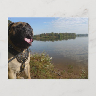 Carte Postale Bullmastiff "Pablo" postcard 1