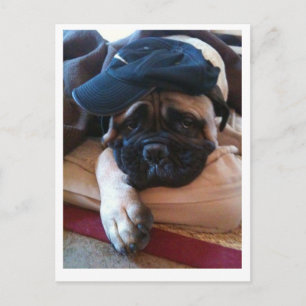 Carte Postale Bullmastiff Pablo postcard 2