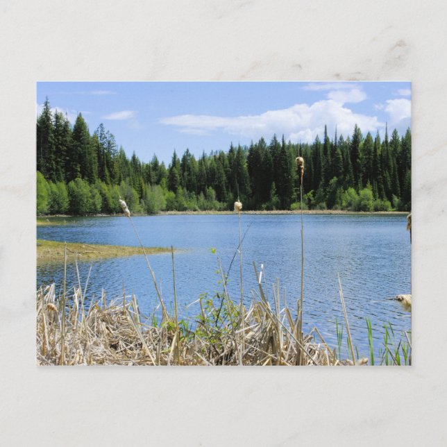 Carte Postale Bullrush - Lac Marshall (Devant)
