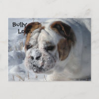 Bully de neige - Bulldog anglais
