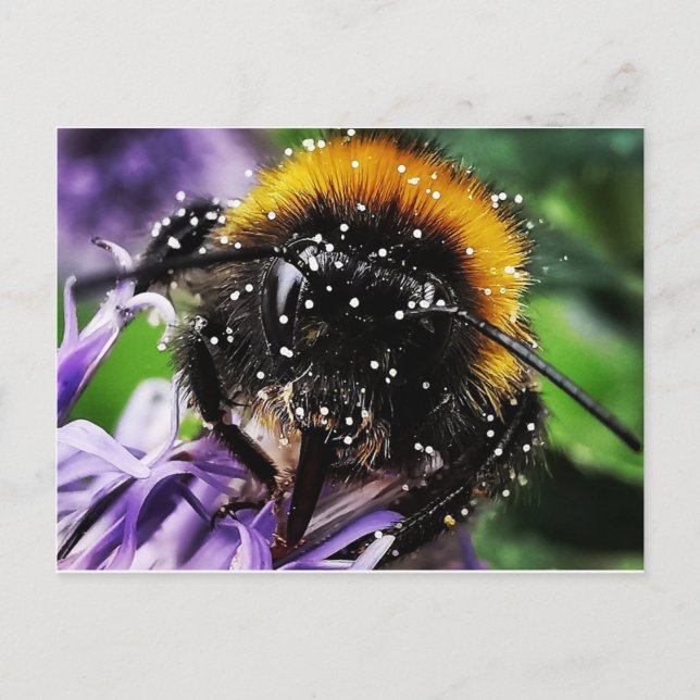 Carte Postale Bumble Bee (Devant)