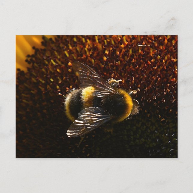 Carte Postale Bumble Bee (Devant)