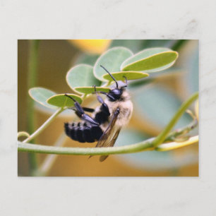 Carte postale Bumble Bee