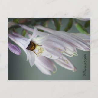 Carte Postale Bumble Bee in Hosta Postcard