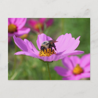 Carte Postale Bumble Bee On Cosmos