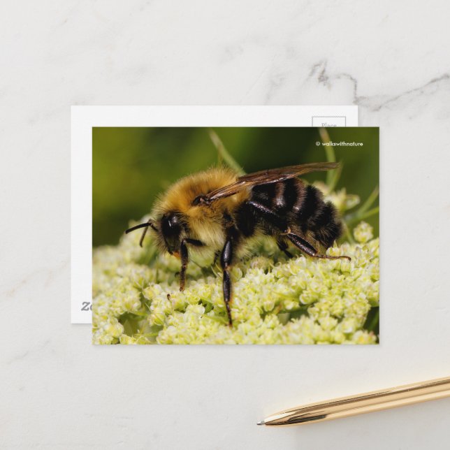 Carte Postale Bumblebebe sur la carotte en fleurs (Devant/Arrière en situation)