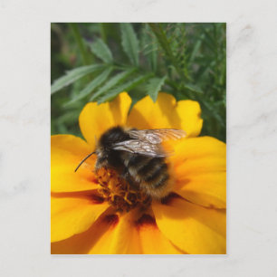 Carte postale Bumblebee