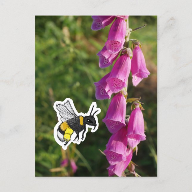 Carte Postale Bumblebee (color) (Devant)