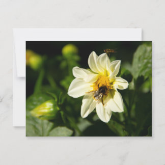 Carte Postale Bumblebee et dahlia blanc photo
