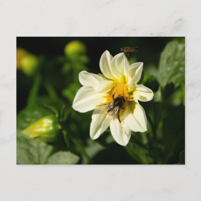 Carte Postale Bumblebee et dahlia blanc photo (Devant)