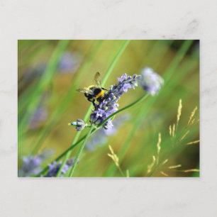 Carte Postale Bumblebee & Lavender