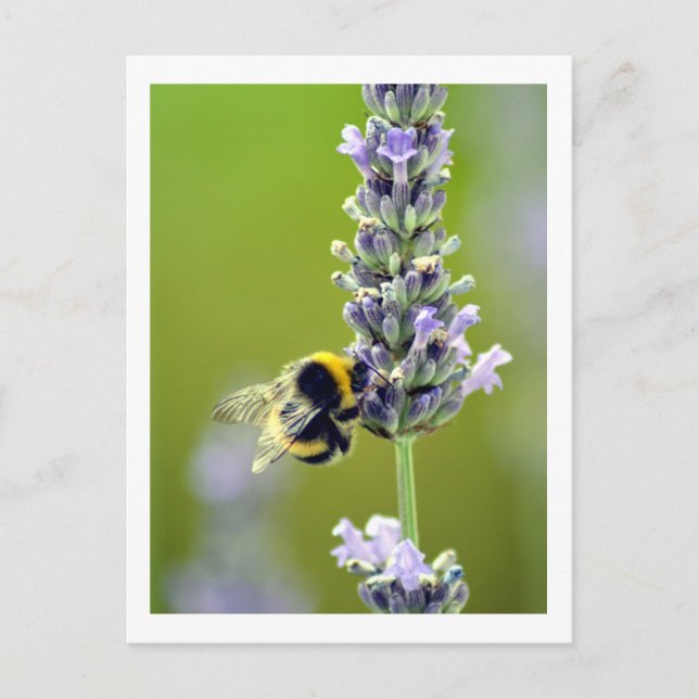 Carte Postale Bumblebee on Lavender (Devant)