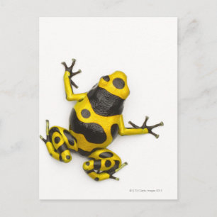 Carte Postale Bumblebee Poison Dart Frog