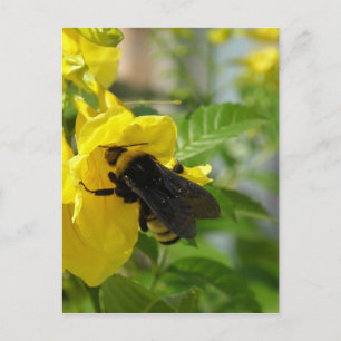 Carte Postale Bumblebee sur Esperanza Flower