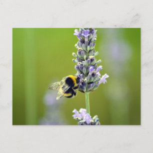 Carte Postale Bumblebee sur Lavender
