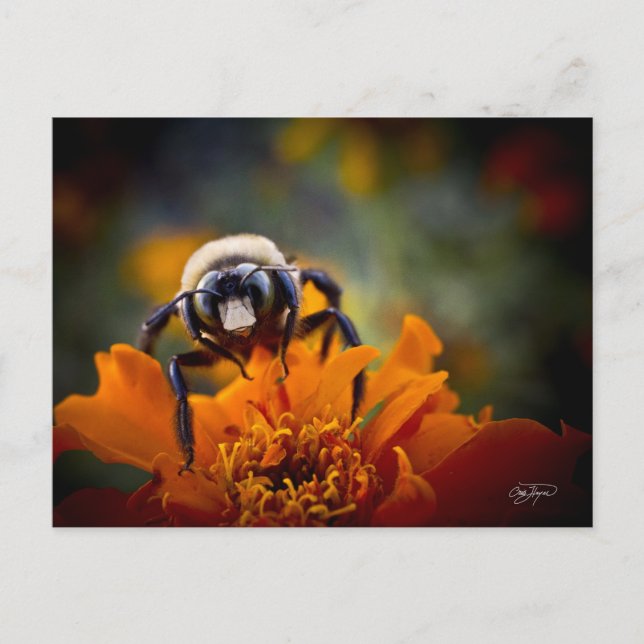 Carte Postale Bunble Bee (Devant)
