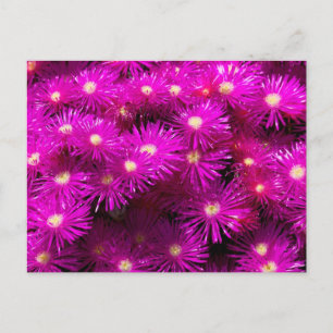 Carte Postale Bunch de fleurs d'aster rose