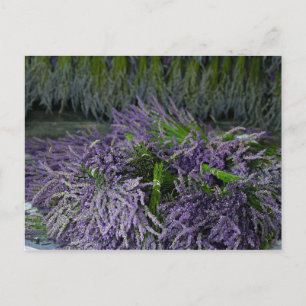 Carte Postale Bunches de lavande