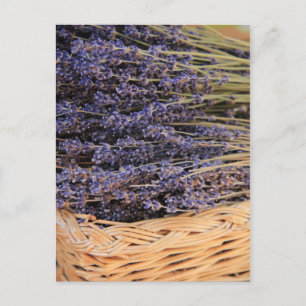 Carte Postale Bunches de Lavendel