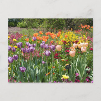 CARTE POSTALE BUNCHES DE TULIPS