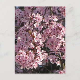Carte Postale Bundle Cherry Blossom