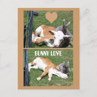 CARTE POSTALE BUNNIE AIME LE CALF
