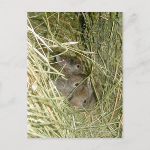 Carte Postale Bunnies Cottontail