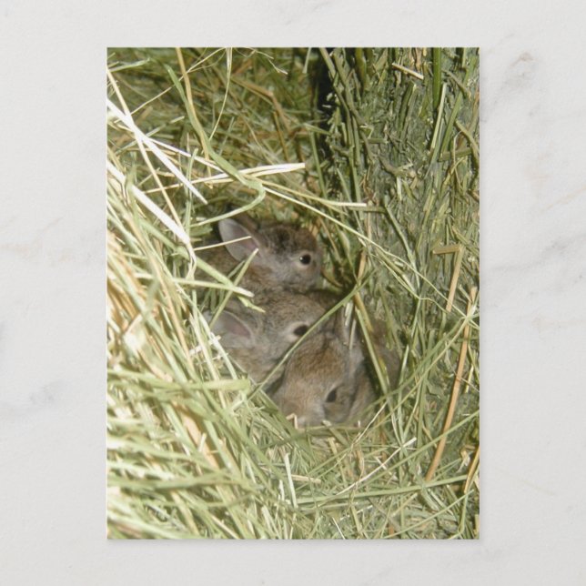 Carte Postale Bunnies Cottontail (Devant)