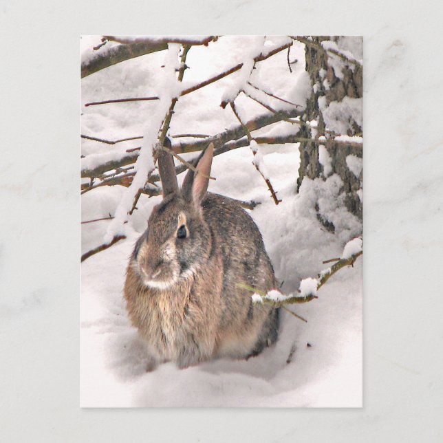 Carte Postale Bunny à la recherche de refuge (Devant)