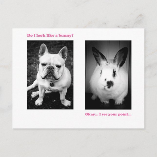 Carte Postale Bunny and French bulldog (Devant)