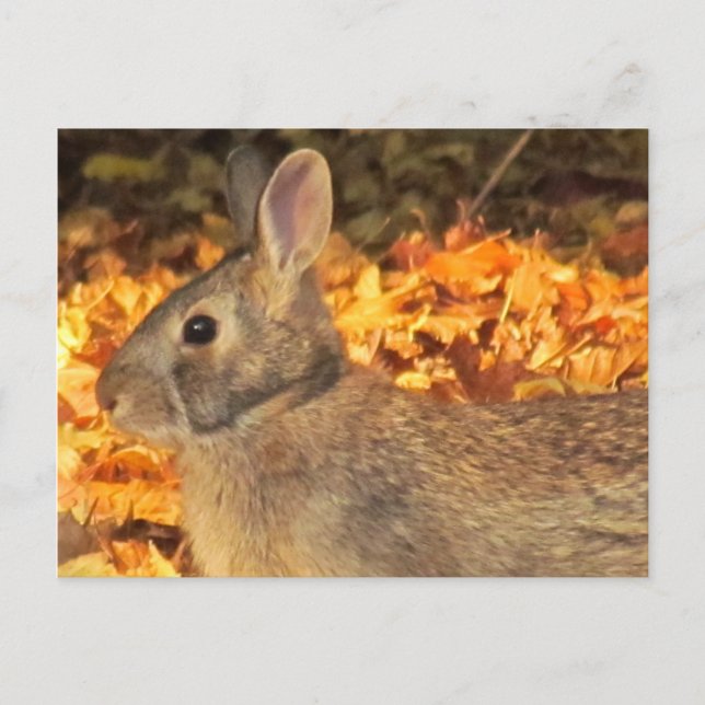 Carte Postale Bunny d'automne (Devant)