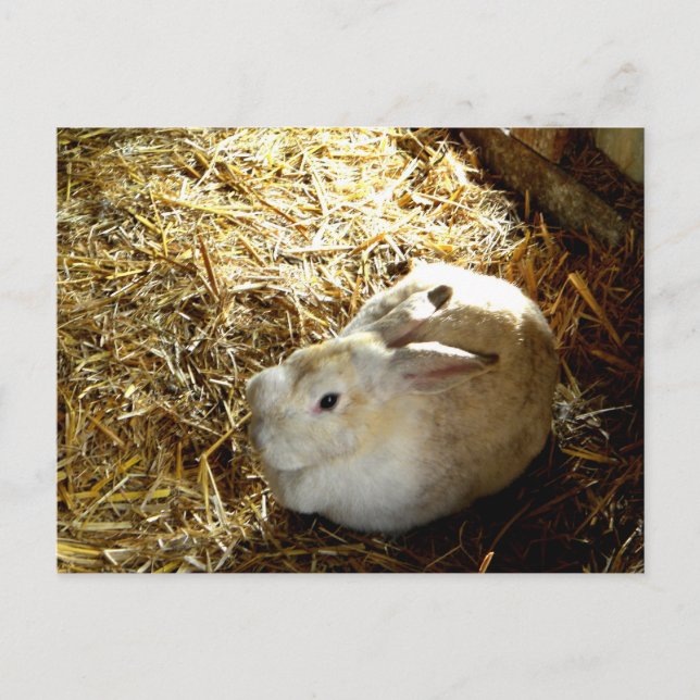 Carte Postale Bunny de paille (Devant)