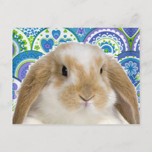 Carte Postale Bunny Funky