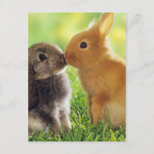 Carte Postale Bunny Kiss