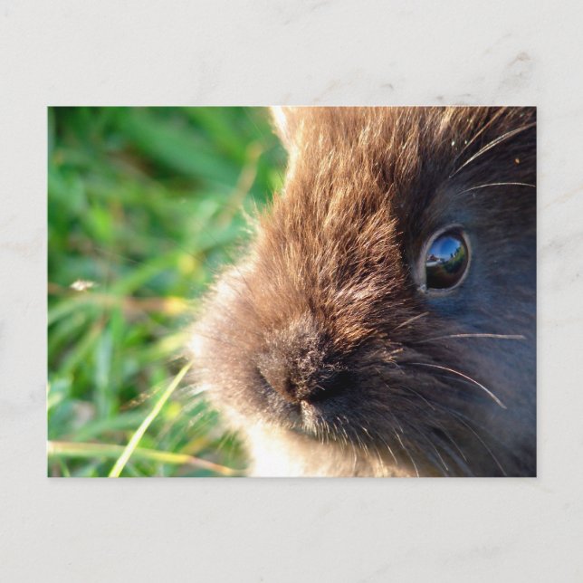 Carte Postale Bunny Lionhead (Devant)