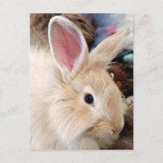 Carte Postale Bunny Love French Angora Rabbit Photographie