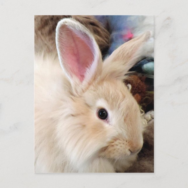 Carte Postale Bunny Love French Angora Rabbit Photographie (Devant)