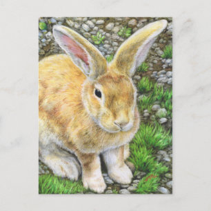 Carte Postale Bunny Pastel