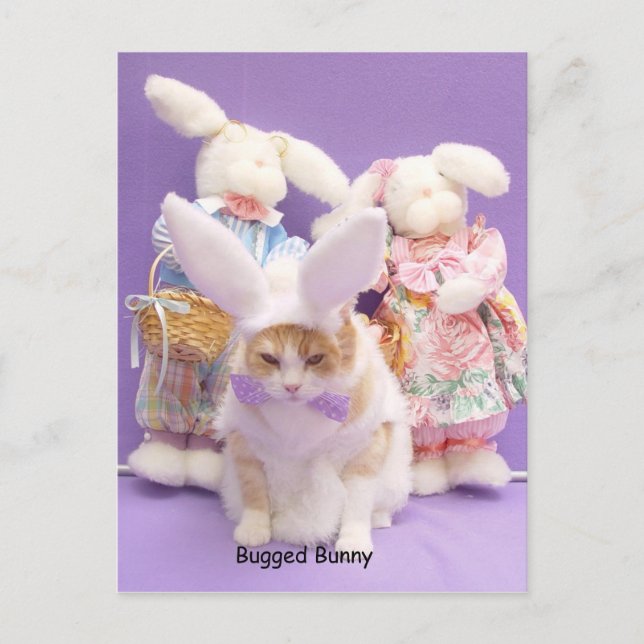 Carte Postale Bunny robuste (Devant)