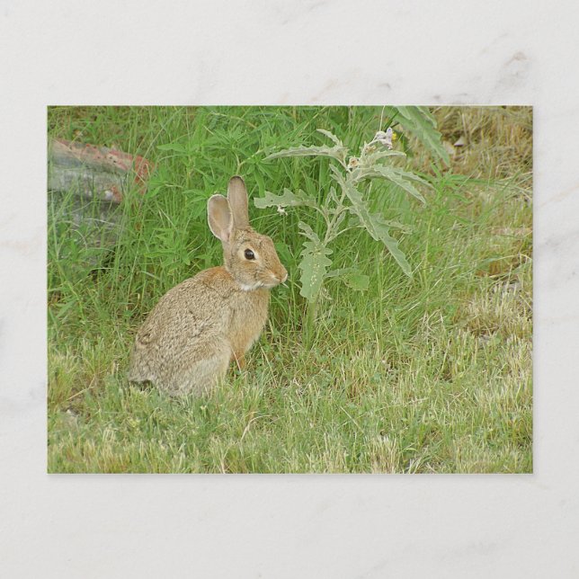Carte Postale Bunny Tellement mignon (Devant)