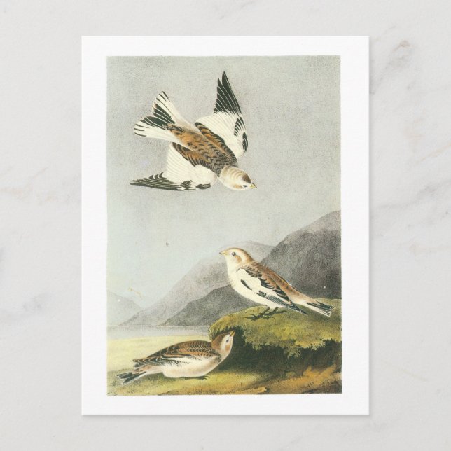 Carte Postale Bunting de neige par Audubon (Devant)