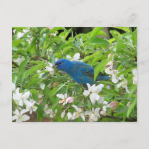 Carte Postale Bunting et fleurs d'Indigo - Oiseau