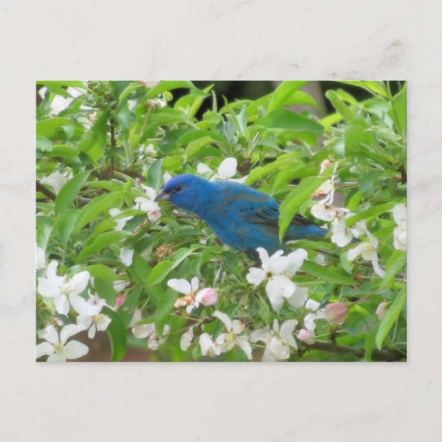 Carte Postale Bunting et fleurs d'Indigo - Oiseau (Devant)