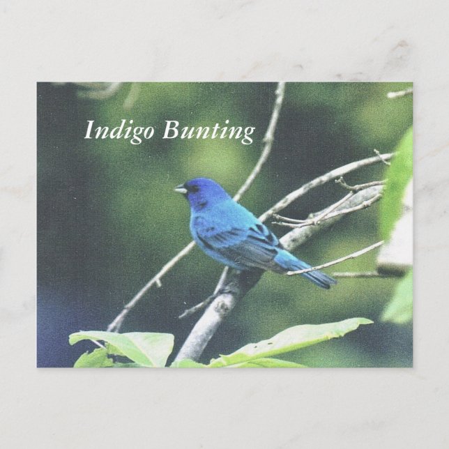 Carte Postale Bunting Indigo (Devant)