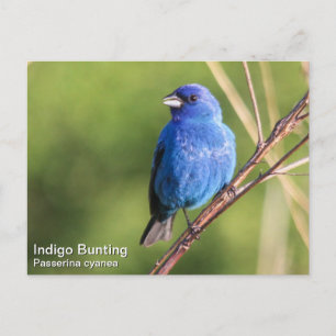 Carte Postale Bunting Indigo