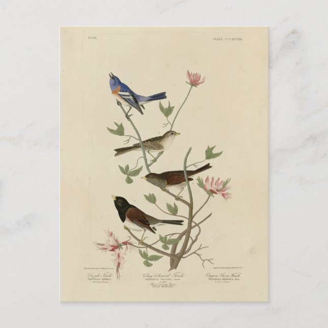 Carte Postale Bunting, Sparrow, Junco, (Finches) Oiseaux d'Audub (Devant)