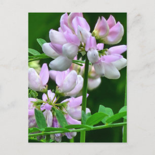 Carte Postale Bureaux de fleurs rose et blanc
