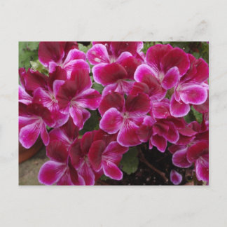 Carte Postale Burgundy Geranium