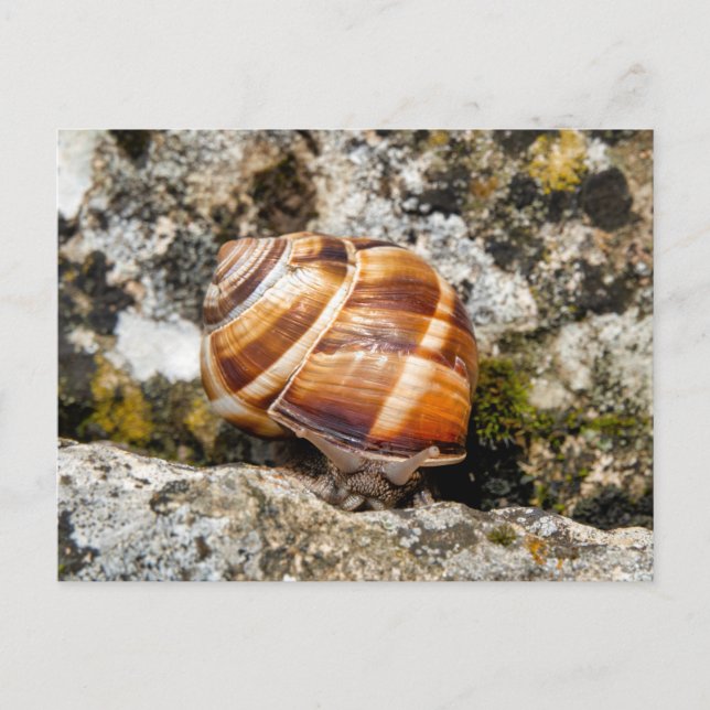 Carte Postale Burgundy snail  (Devant)